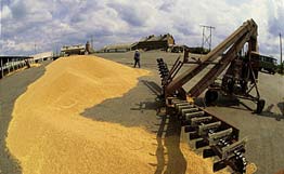 روسيا قد تحد من تصدير الحبوب والاوروبيون يخشون من تفاقم الوضع السوق الاوروبي للحبوب بسبب هذا القرار