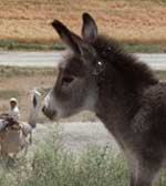 حمار يأكل "ثمنه" والقضية تحول أمام المحكمة العليا الجزائرية !