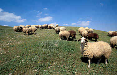 قوات الاحتلال تحتجز كهلاً سبعينياً على حاجز تياسير شرق طوباس