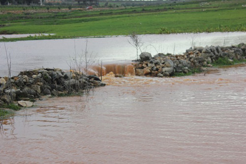 النبطية