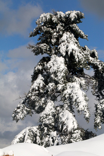 أجمل صور رسمها الثلج في جبل لبنان