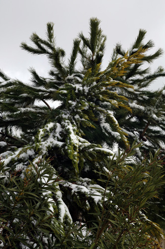 أجمل صور رسمها الثلج في جبل لبنان