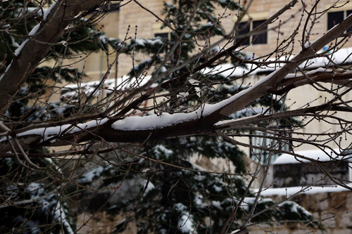 أجمل صور رسمها الثلج في جبل لبنان