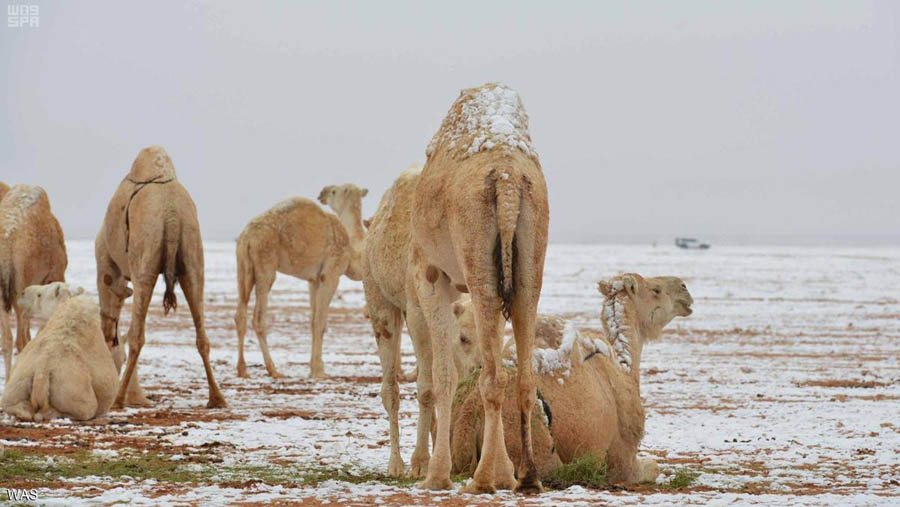 ثلوج على رمال وفي الجزائر لأول مرة منذ 37 عاماً
