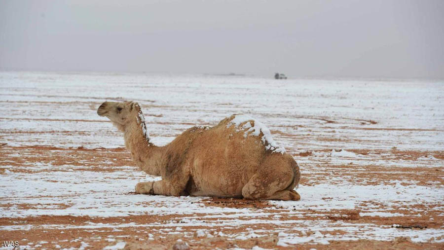 ثلوج على رمال وفي الجزائر لأول مرة منذ 37 عاماً