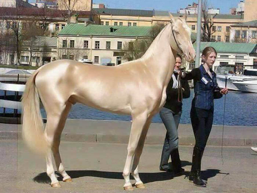 خيول من الجنة