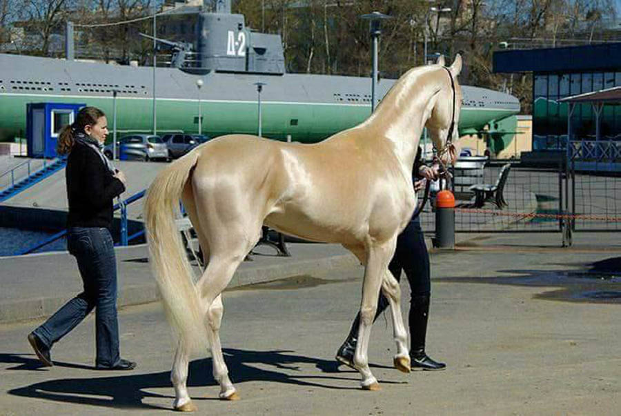 خيول من الجنة