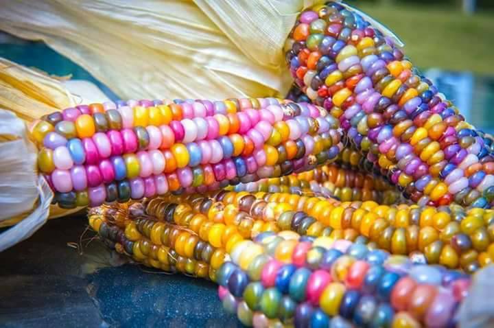 عرانيس الذرة الملوّنة .. طعم ولون