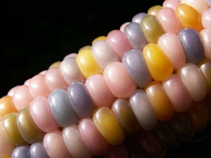 عرانيس الذرة الملوّنة .. طعم ولون