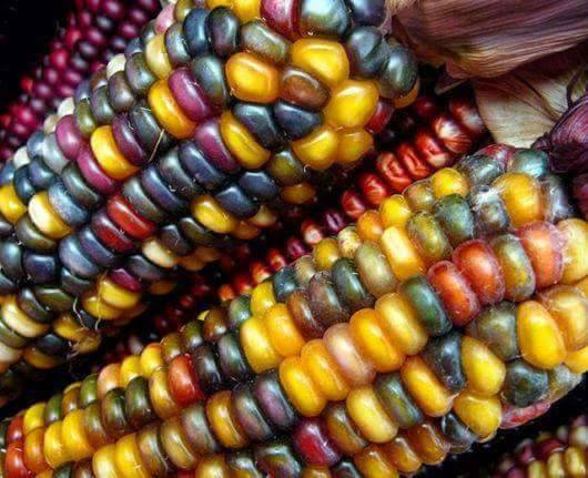 عرانيس الذرة الملوّنة .. طعم ولون
