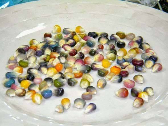 عرانيس الذرة الملوّنة .. طعم ولون