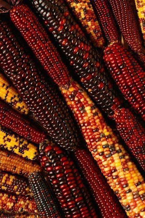 عرانيس الذرة الملوّنة .. طعم ولون