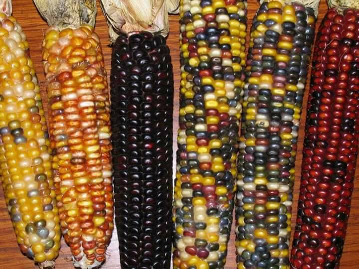 عرانيس الذرة الملوّنة .. طعم ولون