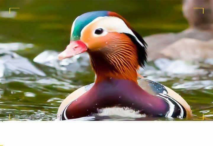 أجمل بط في العالم