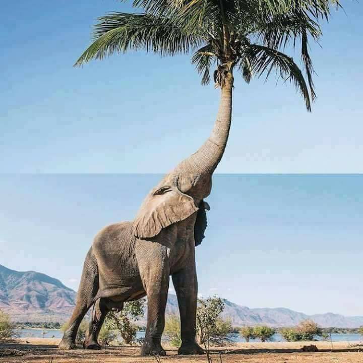 دمج صورتين فى صورة ابداعية