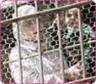 الأسيرات الفلسطينيات في المعتقلات الصهيونية يكبرن لإنجاز عملية الرضوان