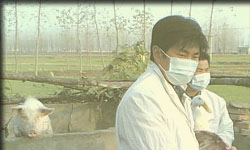 الجزائر تسجل 7 حالات جديدة لإنفلونزا الخنازير 