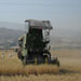 مزارعو البقاع يطالبون بتحديد موعد لاستلام القمح وتسعيره وإعادة إحياء مشروع اكسبورت بلاس لتصريف البطاطا