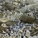 حجاج بيت الله الحرام على صعيد عرفة اليوم
