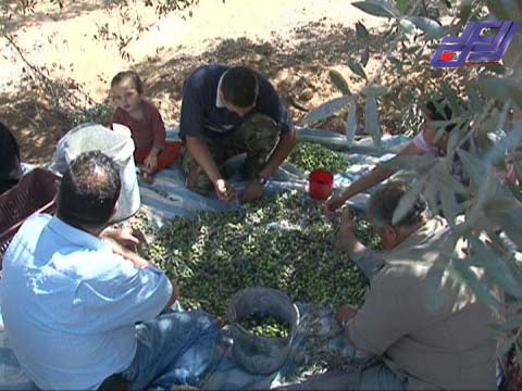 قطاع غزة يعاني نقصا في كميات الزيتون والزيت