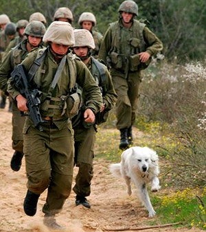 الجيش "الإسرائيلي" يعلن عن كشفه نفقا جنوب قطاع غزة