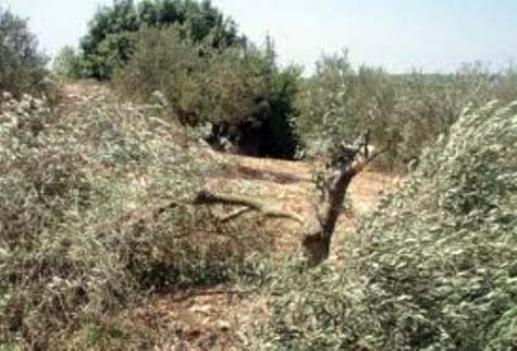 هنية: لتوحيد البنادق من أجل القدس