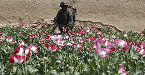 جندي اميركي في حقل للافيون في افغانستان مملكة الافيون برعاية واشنطن والحلف الاطلسي