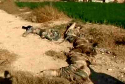 الجيش السوري يواصل عملياته ضد المسلحين