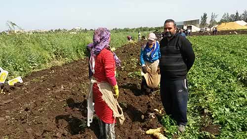 موسم البطاطا في عكار الدعامة الأساسية للمزارعين 