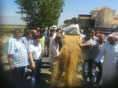 مطالبات بحل مشكلة القمح في البقاع الغربي