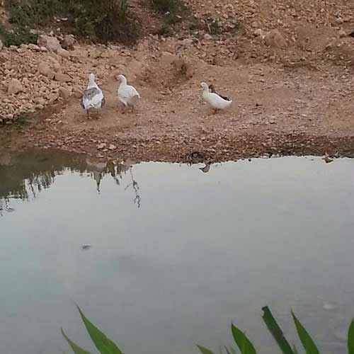 الجفاف يُهدّد نهر العاصي