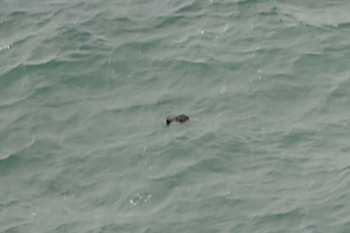 العثور على حطام الطائرة الماليزية وانتشال عشرات الجثث من بحر جاوا