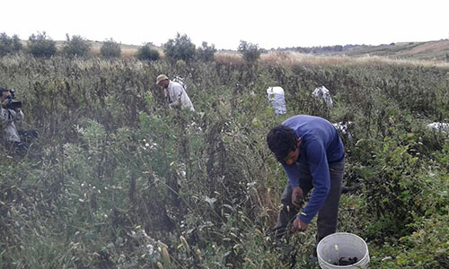 غزة: الحقول الزراعية تحت مرمى الاستهداف الصهيوني
