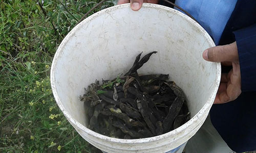 غزة: الحقول الزراعية تحت مرمى الاستهداف الصهيوني