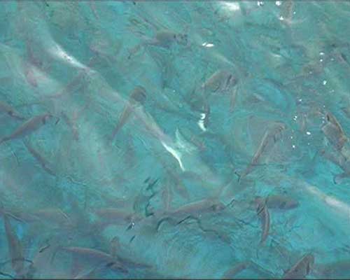 بسبب الاستهداف الصهيوني.. مشاريع &rsquo;الاستزراع السمكي&rsquo; بديل للصيد البحري في غزة