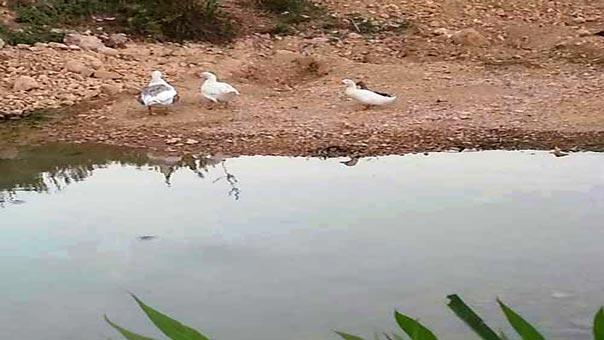 الجفاف يُهدّد نهر العاصي