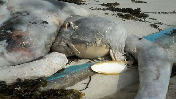 بالصور والفيديو..هكذا تثبت مجزرة الحديدة بحق صيادي الأسماك وحشية العدوان السعودي واستخدامه اسلحة محرمة