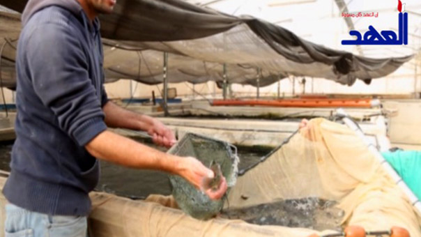 أسماك أريحا بعيدة عن البحر