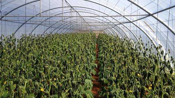 اضرار بعشرات الملايين في سهل عكار جراء الصقيع والجليد