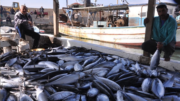 الاحتلال يسمح للصيادين بالدخول 9 اميال فقط في بحر غزة .. والحاجة تفوق 12 ميلًا