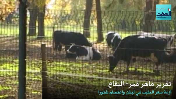 مربو المواشي في البقاع نفذوا اعتصاماً احتجوا فيه على تدني سعر كيلو الحليب