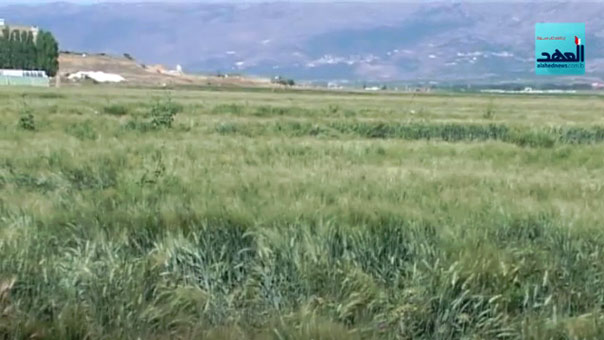 العفن يضرب مساحات كبيرة مزروعة بالقمح ومزارعو البقاع الغربي يشتكون