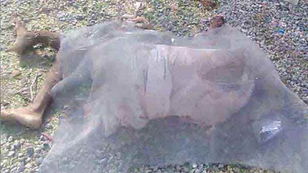 11 شهيداً حصيلة وحشية العدوان على مستشفى في اليمن.. و&rsquo;أطباء بلا حدود&rsquo; تحمل السعودية المسؤولية  