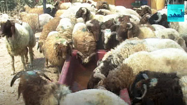 أضاحي العيد في طرابلس حصراً بمسلخ واحد .. وأصحابُ المواشي: لن يتسع!