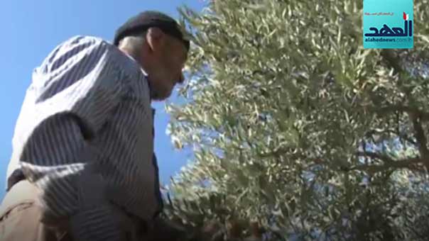 موسم الزيتون لم يكن على قدر آمال المزارعين في البقاع الغربي هذا العام