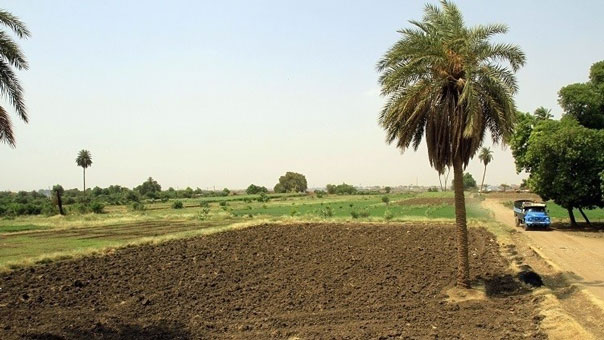 السودان تقدم أراضٍ مجانية للسعودية