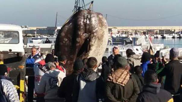 ما هي سمكة ’قمر’ أو ’شمس المحيط’ التي اصطادها صيادو طرابلس؟