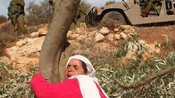  41 عاماً على &rsquo;يوم الأرض&rsquo; والفلسطينيون يكافحون الاستيطان.. بالزراعة