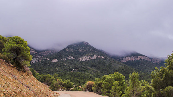 تونس بين إطلاق الحريات والتشدد فيها حفاظًا على الأمن العام