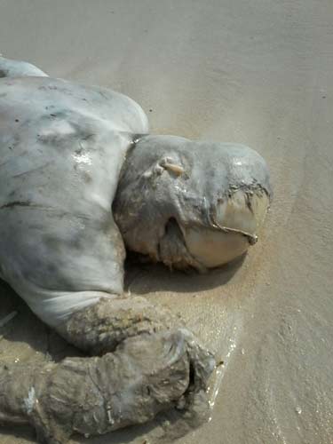 بالصور والفيديو..هكذا تثبت مجزرة الحديدة بحق صيادي الأسماك وحشية العدوان السعودي واستخدامه اسلحة محرمة